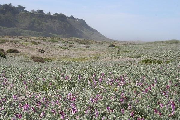 Dune covered in flowers