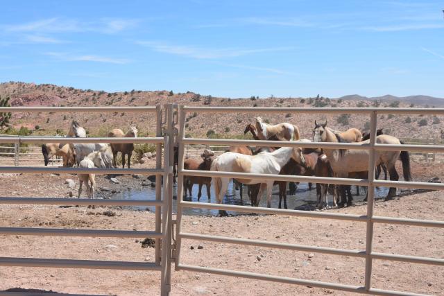 Horses in a trap