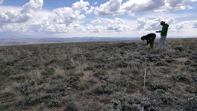 Two rangeland specialists measure vegetation height and density in sage-steppe
