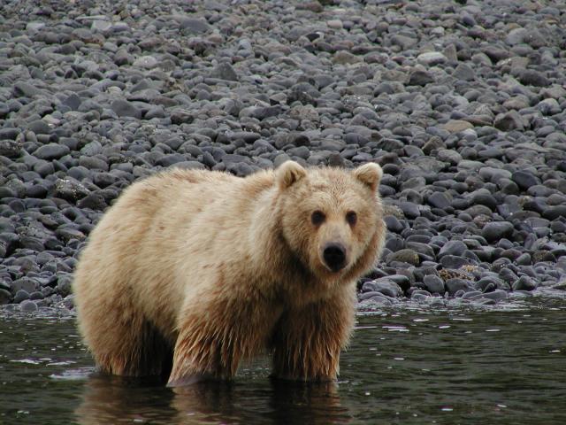 A brown bear stands on all fours in shallow water near a rocky beach.