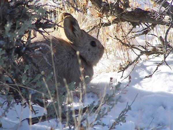 A pygmy rabbit sits in the snow