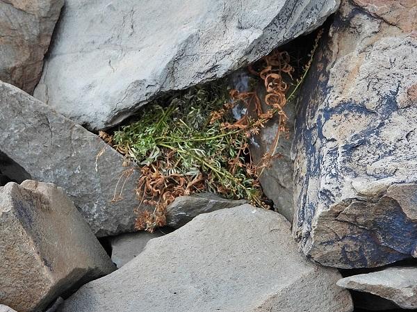 A current hay pile of vegetation in between the rocks