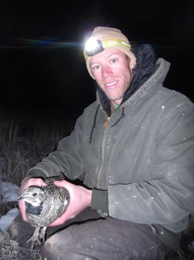 Man wearing a head lamp and holding a sage-grouse fitted with a radio collar. 