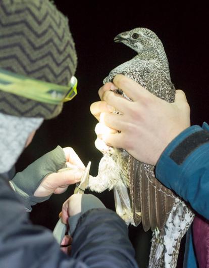 A sage-grouse being held in someone's hands and being fitted with a leg band. 