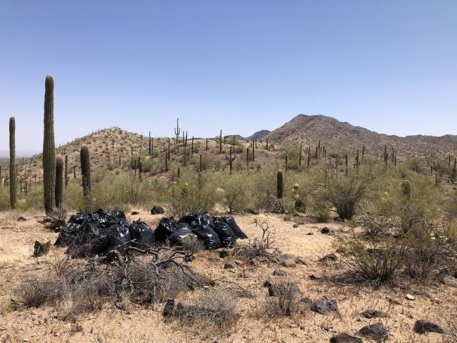 Desert with many saguaro and various other plants. Many trash bags filled with trash are piled up on the ground.