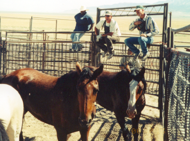 Three people on a fence with two horses in a pen.