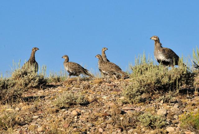 Greater sage-grouse hen and chicks on a ridgecrest