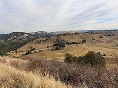 Golden hills of California.