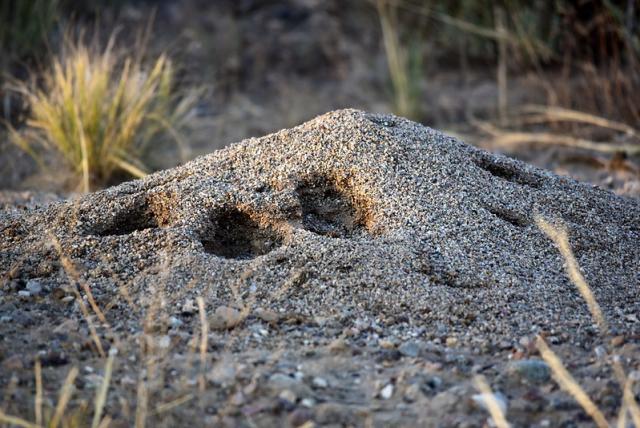 An anthill shows scratchings of sage-grouse looking for food
