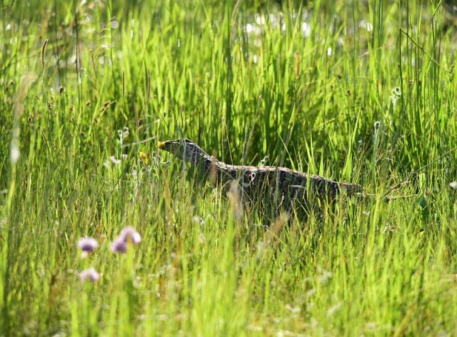 A sage-grouse feeds in tall grass and forbs in a wet meadow