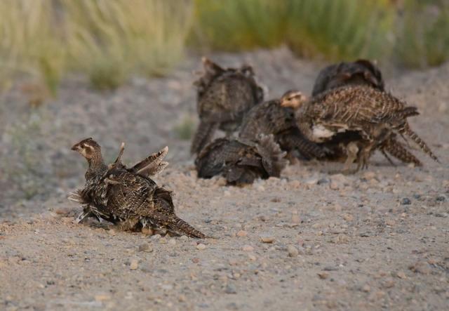 A sage-grouse brood takes a dust bath in late afternoon
