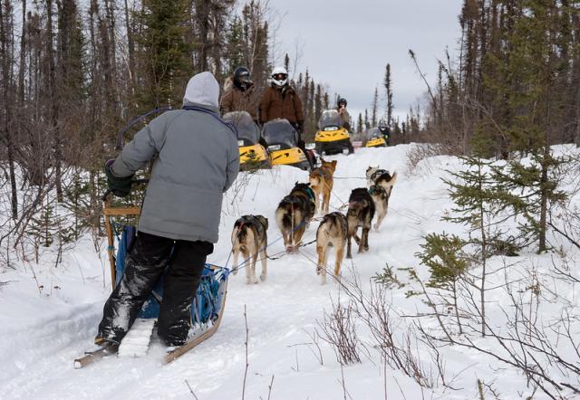 In a snowy winter scene, a dog musher and their sled dog team ride past a group of snow machiners who have pulled off to the side of the trail to let the dog team pass.