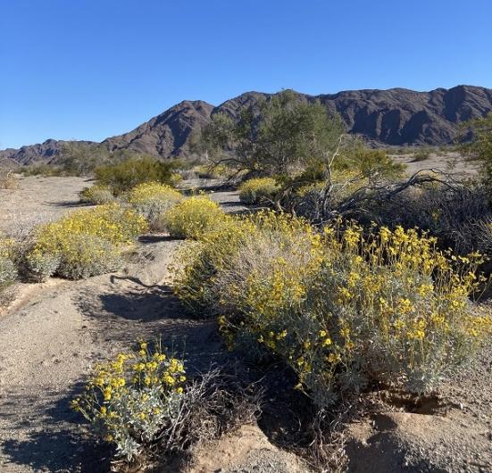 Bush with yellow flowers. Hills in the background. 