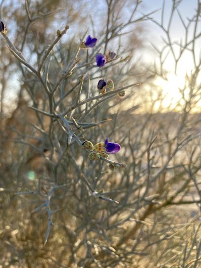 Bush with purple flowers in bloom: Pluchea sericea, Smoketree