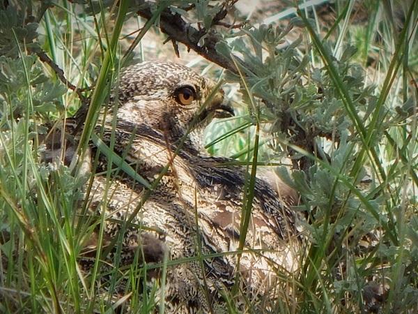 A sage-grouse sits in the brush.