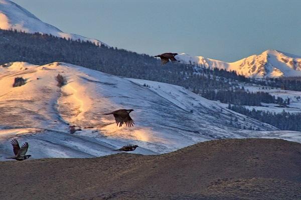 Sage-grouse fly in the air with a snowy mountain in the background. 