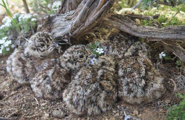 Young sage-grouse chicks huddle in the shade of sagebrush