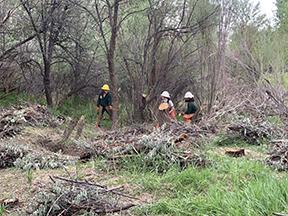 Foresters removing Russian Olive trees in wooded area