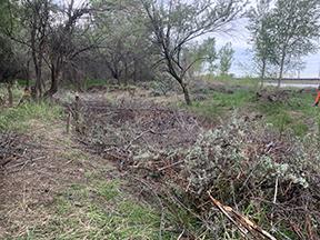 Russian olive trees make up a burn pile in the middle of a wooded area. 