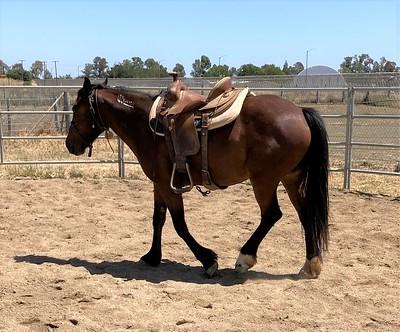 A brown horse 