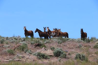 Horses on a ridge
