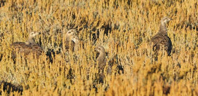 Greater sage-grouse camouflaged in sagebrush