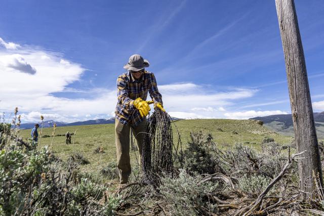 A volunteer rolls up barbed wire fence under a blue sky with mountains in the background. 