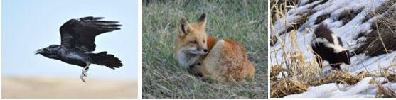 A raven, a red fox and a striped skunk