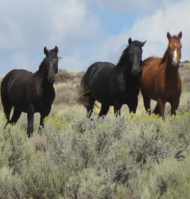 Horses in the high desert.