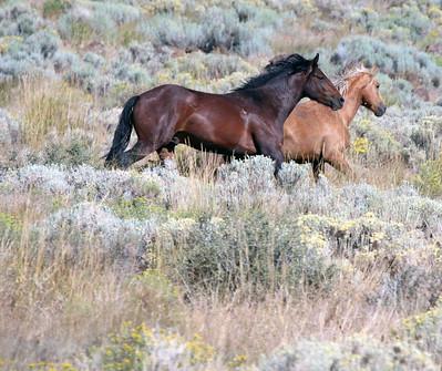 Horses in the high desert.