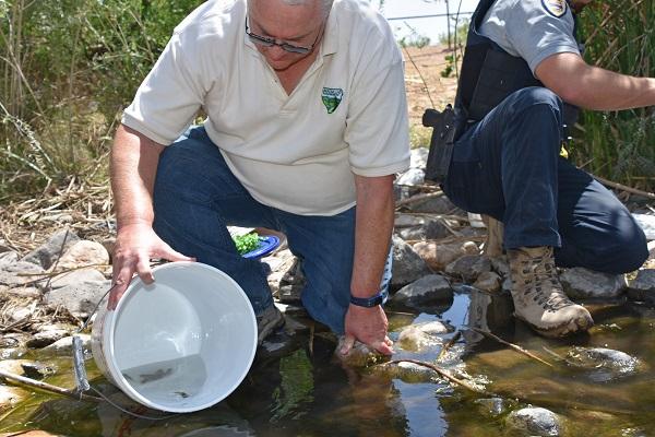 A BLM biologist releases relict leopard frogs from a bucket into the water. 