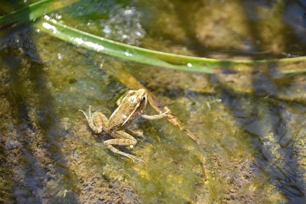 A juvenile relict leopard frog in the water at Pakoon Springs