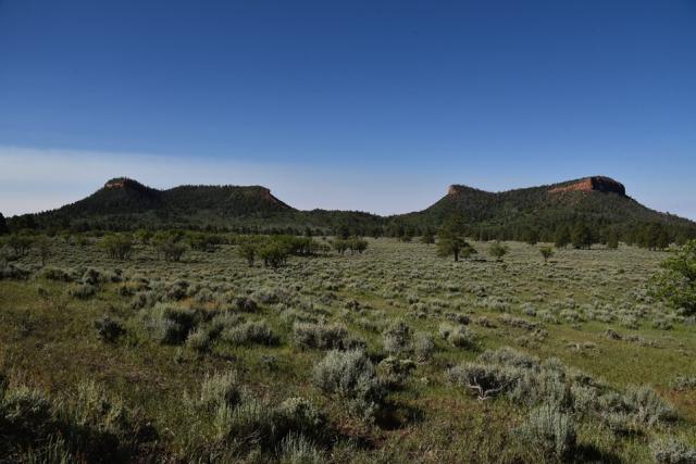 A lush meadow of sage bush, grasses, and Ponderosa pine with a view of the symmetrical Bears Ears Buttes in the background.