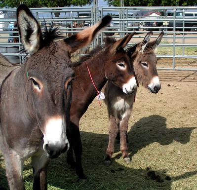 Three burros stand together in front of fencing. 