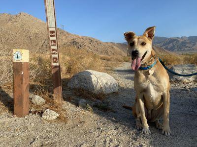 A dog sitting next to a trail marker.