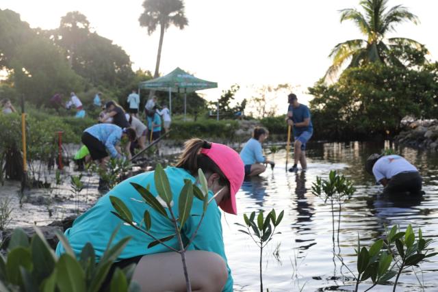 People plant mangroves in shallow water at the Jupiter Inlet Lighthouse Outstanding Natural Area