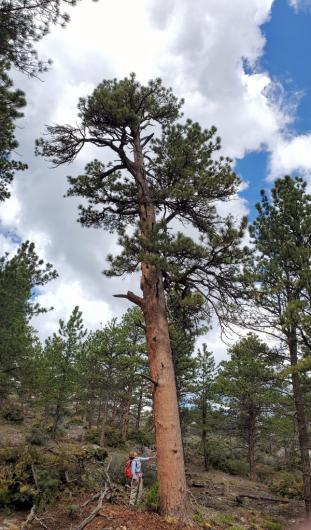 Jennifer Walker standing beside a massive Ponderosa pine with her hand touching the tree. 