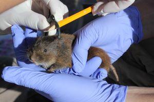 A vole in someones gloved hands being measured.