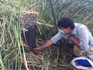 A man looking at a cage in the marsh.