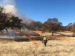 Fire Fighter lighting a prescribed fire near Sacramento River Bend Area.