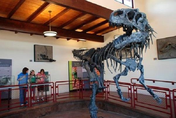 A mounted skeleton of Allosaurus is standing in sand surrounded by green vegetation. 