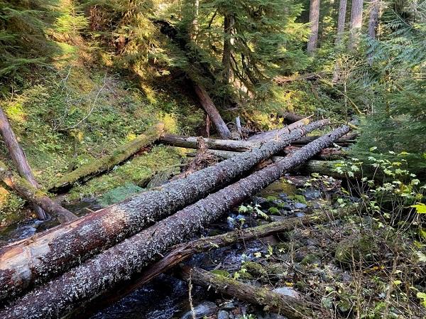 logs lying across a stream