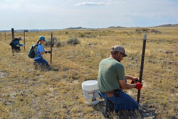 Three volunteers kneeling down and working on the fence by replacing the low barbed wire strand of the fence with a higher smooth wire.