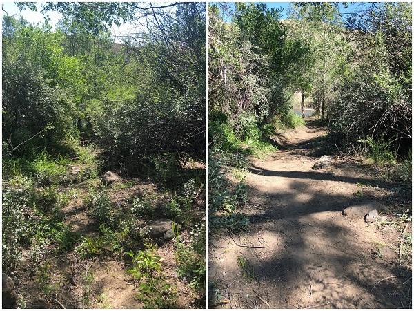 side-by-side photos of an overgrown path on the left and a cleared path on the right. 