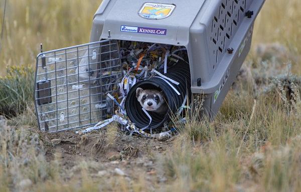 A black-footed ferret peeks out of its cage that is resting on the grass.