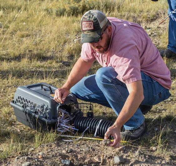 Cody Field Manager Cade Powell kneeling down to drop a prairie dog meal into a hole in the ground, which is the ferret's new home. 