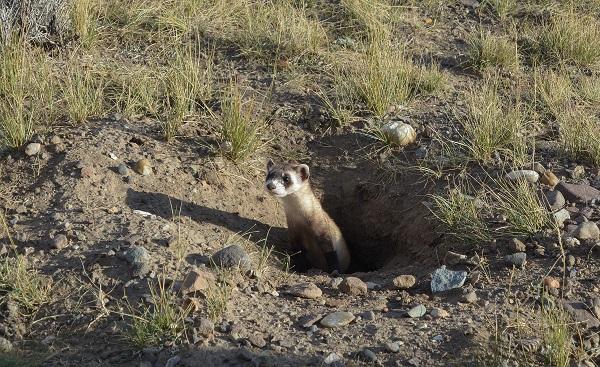 A black-footed ferret sticks its head out of his home, which is a hole in the ground.