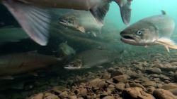 Salmon swimming in a river.