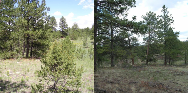The left photo is a landscape with large and small trees. The right photo is the same landscape with smaller trees cut down.