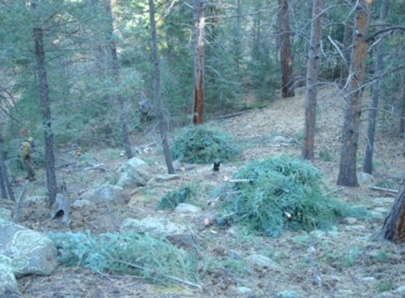 An area with several small piles of cut down trees and branches.